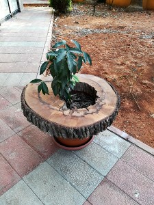 70 cm Meşe Kütüğü Saksı Orta Sehpası - QF02-22 - 4
