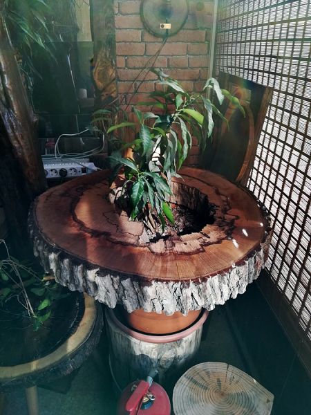 Meşe Kütüğü Saksı Üstü Orta Sehpa - 70 cm - QF02-13 - 1