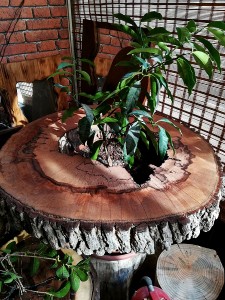 Meşe Kütüğü Saksı Üstü Orta Sehpa - 70 cm - QF02-13 - 2