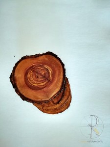 Zeytin Dilimi 4 adet Bardak Altlığı - CA06-01 - 3
